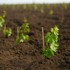 Doğru Fide ve Fidan Seçimi Verimi Nasıl Etkiler?