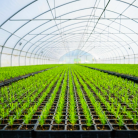 Çilek Üretiminde Verimi Artıran Bilimsel Yakla şımlar