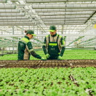 Modern Seralarda Fide Üretiminin Geleceği