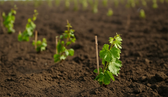 Doğru Fide ve Fidan Seçimi Verimi Nasıl Etkiler?