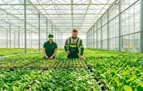 Asma ve Erik Fidanında Anaç Seçiminin Önemi