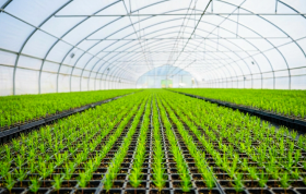 Çilek Üretiminde Verimi Artıran Bilimsel Yakla şımlar