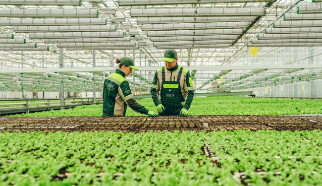 Modern Seralarda Fide Üretiminin Geleceği