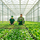 Asma ve Erik Fidanında Anaç Seçiminin Önemi