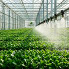 Modern Seralarda Fide Üretiminin Geleceği